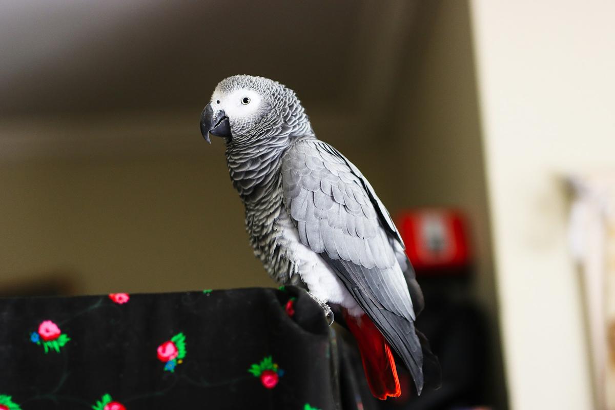 African Grey